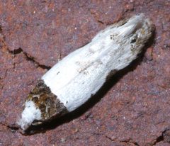 Rifseria fuscotaeniaella P1370111a by 
xpda. Used under a CC BY-SA 4.0 license.