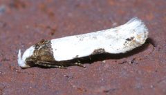 Rifseria fuscotaeniaella P1370112a by 
xpda. Used under a CC BY-SA 4.0 license.