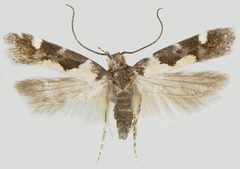 Stegasta bosqueella adult by Natasha Wright. Used under a CC BY 3.0 us license.