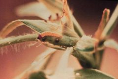 Stegasta bosqueella larva by University of Georgia Entomology Archive. Used under a CC BY 3.0 us license.