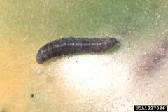 Keiferia lycopersicella 1327086 by Alton N. Sparks, Jr., University of Georgia, Bugwood.org. Used under a CC BY 3.0 us license.