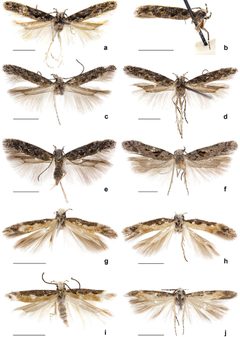 Adults of Neopalpa species by Vazrick Nazari. Used under a CC BY 4.0 license.