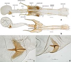 Female genitalia of Neopalpa species by Vazrick Nazari. Used under a CC BY 4.0 license.