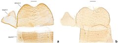 Last abdominal segment of male Neopalpa species by Vazrick Nazari. Used under a CC BY 4.0 license.