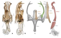 Neopalpa male genitalia derivate by Vazrick Nazari. Used under a CC BY 4.0 license.