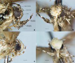 Neopalpa male heads by Vazrick Nazari. Used under a CC BY 4.0 license.