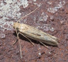 Symmetrischema striatella P1130792a by 
xpda. Used under a CC BY-SA 4.0 license.