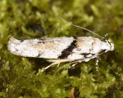 Arogalea cristifasciella 185522727 by skitterbug. Used under a CC BY 4.0 license.