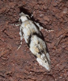 Arogalea cristifasciella P1220274a by 
xpda. Used under a CC BY-SA 4.0 license.
