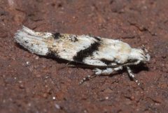 Arogalea cristifasciella P1220275a by 
xpda. Used under a CC BY-SA 4.0 license.