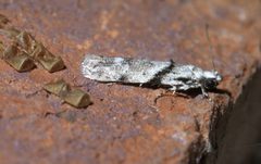 Arogalea cristifasciella P1570685a by 
xpda. Used under a CC BY-SA 4.0 license.