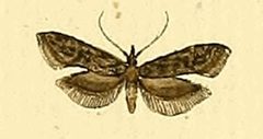Carpatolechia notatella by HÜBNER. Used under a Public domain license.