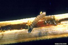 Coleotechnites milleri 1241599 by Scott Tunnock, USDA Forest Service, Bugwood.org. Used under a CC BY 3.0 us license.