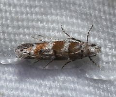 Exoteleia pinifoliella 394747655 by David George. Used under a CC BY 4.0 license.