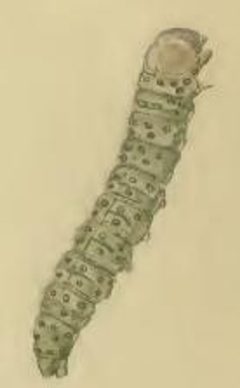 Neotelphusa sequax larva by Stainton. Used under a Public domain license.
