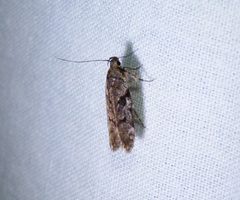 Pseudotelphusa quercinigracella by Dendroica cerulea. Used under a CC BY 2.0 license.
