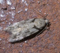 Pseudotelphusa quercinigracella P1380607a by 
xpda. Used under a CC BY-SA 4.0 license.