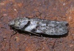 Pseudotelphusa quercinigracella P1590270a by 
xpda. Used under a CC BY-SA 4.0 license.
