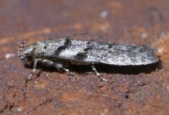 Pseudotelphusa quercinigracella P1590271a by
xpda. Used under a CC BY-SA 4.0 license.