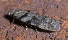 Pseudotelphusa quercinigracella P1590272a by
xpda. Used under a CC BY-SA 4.0 license.
