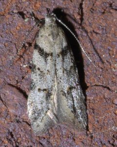 Pseudotelphusa quercinigracella P1590931a by 
xpda. Used under a CC BY-SA 4.0 license.