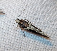 Telphusa longifasciella by Jacy Lucier. Used under a CC BY-SA 4.0 license.