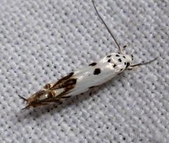 Mompha eloisella by Jacy Lucier. Used under a CC BY-SA 4.0 license.
