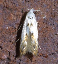 Mompha eloisella P1420342a by
xpda. Used under a CC BY-SA 4.0 license.