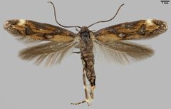 Mompha idaei 03 by Pekka Malinen, Luomus. Used under a CC BY-SA 4.0 license.