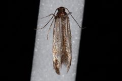 Mompha sexstrigella1 by Jeremy deWaard, University of British Columbia. Used under a CC BY 3.0 license.