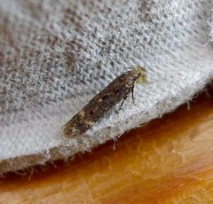 Mompha sturnipennella - Flickr - gailhampshire by gailhampshire from Cradley, Malvern, U.K. Used under a CC BY 2.0 license.