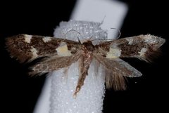 Brymblia quadrimaculella by Jeremy deWaard, University of British Columbia. Used under a CC BY 3.0 license.