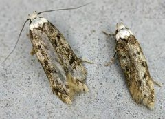 Endrosis sarcitrella01 by wikipedia. Used under a Attribution license.
