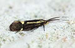 Esperia sulphurella - Flickr - Bennyboymothman by Ben Sale from UK. Used under a CC BY 2.0 license.