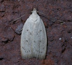 Inga cretacea P1290108a by
xpda. Used under a CC BY-SA 4.0 license.