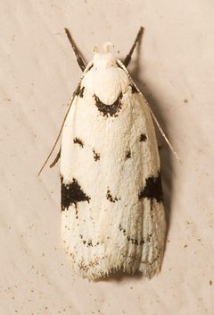 Inga sparsiciliella by Mike Boone. Used under a CC BY-SA 2.5 license.