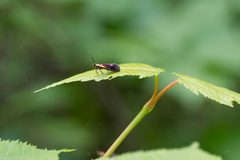 Oecophoridae- Mathildana newmanella by Kristof Zyskowski &amp; Yulia Bereshpolova. Used under a CC BY 2.0 license.