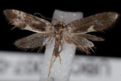 Polix coloradella by Jeremy deWaard, University of British Columbia. Used under a CC BY 3.0 license.