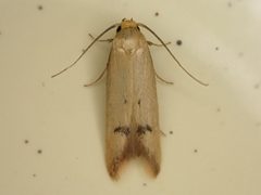 Tachystola hemisema 184786008 by Saryu Mae. Used under a CC BY 4.0 license.