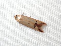 Tachystola hemisema 191496519 by Geoffrey Cox. Used under a CC BY 4.0 license.