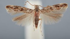 Ymeldia janae 001 by Smithsonian Institution. Used under a CC0 license.
