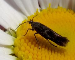 Scythris eboracensis by Jacy Lucier. Used under a CC BY-SA 4.0 license.