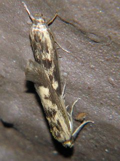 Scythris limbella by J. Lång. Used under a Copyrighted free use license.
