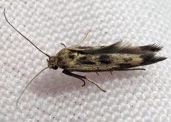 Scythris limbella 1 by Jacy Lucier. Used under a CC BY-SA 4.0 license.
