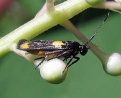 Scythris sinensis female by Jacy Lucier. Used under a CC BY-SA 4.0 license.