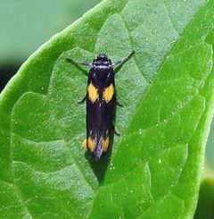 Scythris sinensis male by Jacy Lucier. Used under a CC BY-SA 4.0 license.