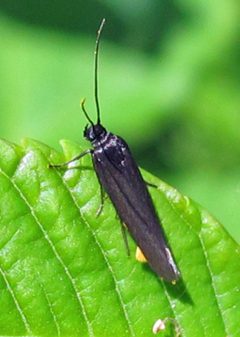 Scythris sinensis male variable by Jacy Lucier. Used under a CC BY-SA 4.0 license.