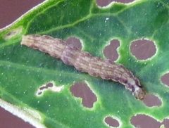 Scythris sinensis mature larva by Jacy Lucier. Used under a CC BY-SA 4.0 license.