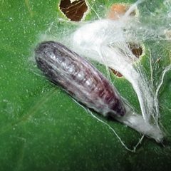 Scythris sinensis pupa by Jacy Lucier. Used under a CC BY-SA 4.0 license.