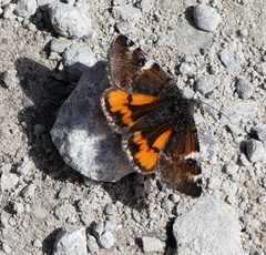 Archiearis infans 67509311 by Susan Blayney. Used under a CC BY 4.0 license.